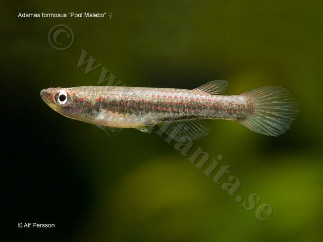 Adamas formosus "Pool Malebo"