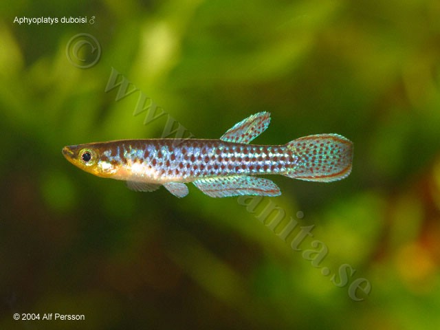 Aphyoplatys duboisi