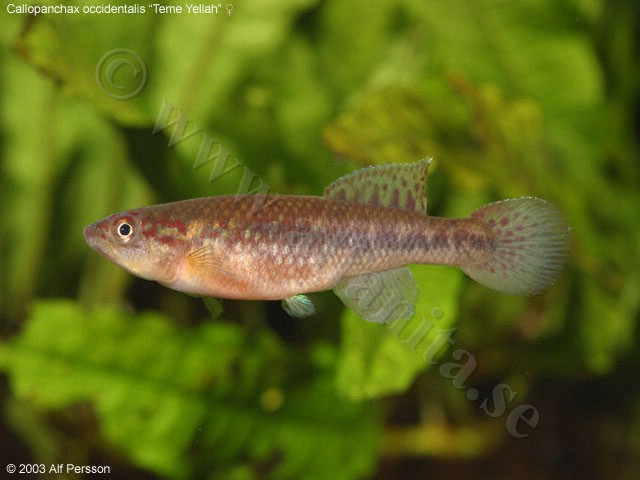 Callopanchax occidentalis "Teme Yellah"