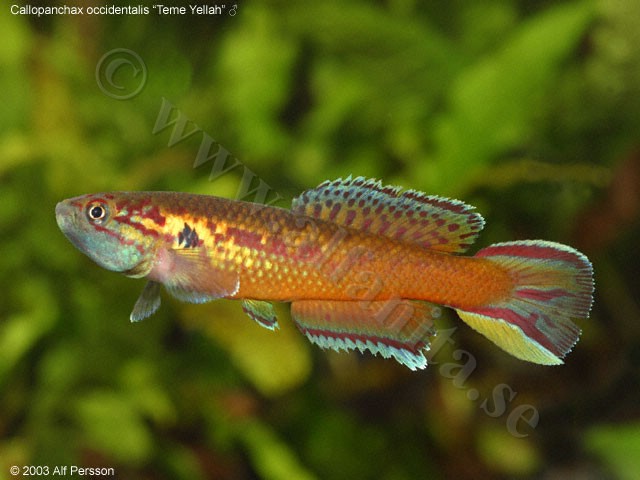 Callopanchax occidentalis "Teme Yellah"