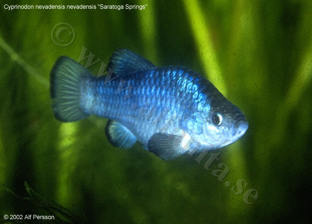 Cyprinodon nevadensis nevadensis "Saratoga Springs"