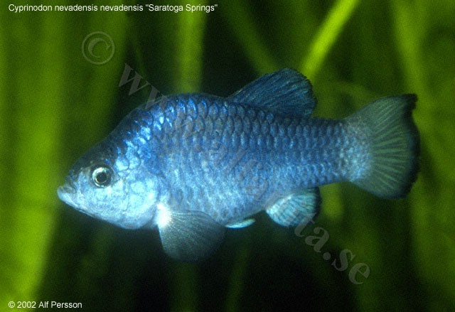 Cyprinodon nevadensis nevadensis "Saratoga Springs"