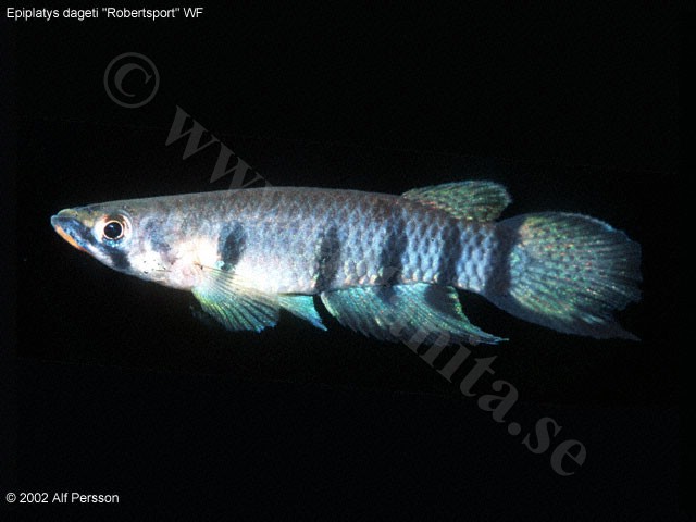 Epiplatys dageti "Robertsport" WF