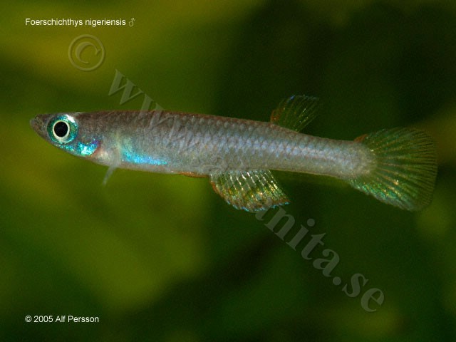 Foerchschichthys nigeriensis