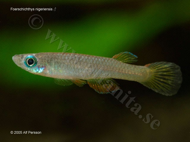 Foerchschichthys nigeriensis