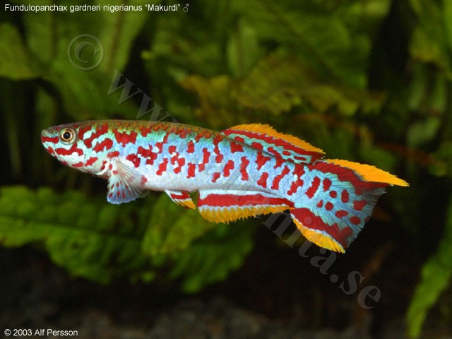 Fundulopanchax nigerianus "Makurdi"