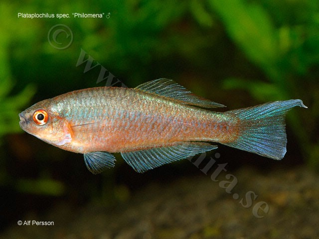 Plataplochilus spec. "Philomena"