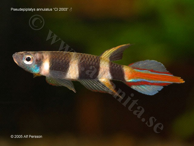 Pseudepiplatys annulatus "CI 2003"