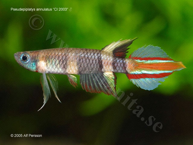 Pseudepiplatys annulatus "CI 2003"