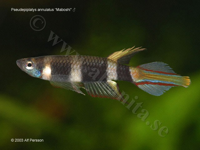 Pseodepiplatys annulatus "Maboshi"