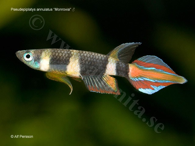 Pseudepiplatys annulatus "Monrovia"