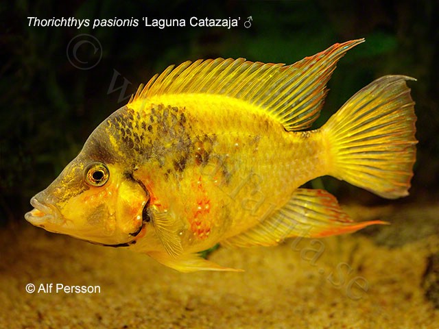 Thorichthys pasionis "Laguna Catazaja"