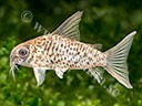 Corydoras loretoensis