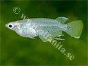 Oryzias dancene
