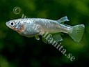 Oryzias latipes "Platinum"