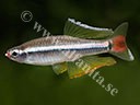 Tanichthys micagemmae