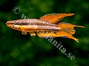 Chromaphyosemion bitaeniatum 'Meko, Upper Yewa'
