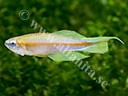 Plataplochilus pulcher 'GEM 2020/8' 