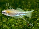 Plataplochilus spec. 'GEM 2017-4' 